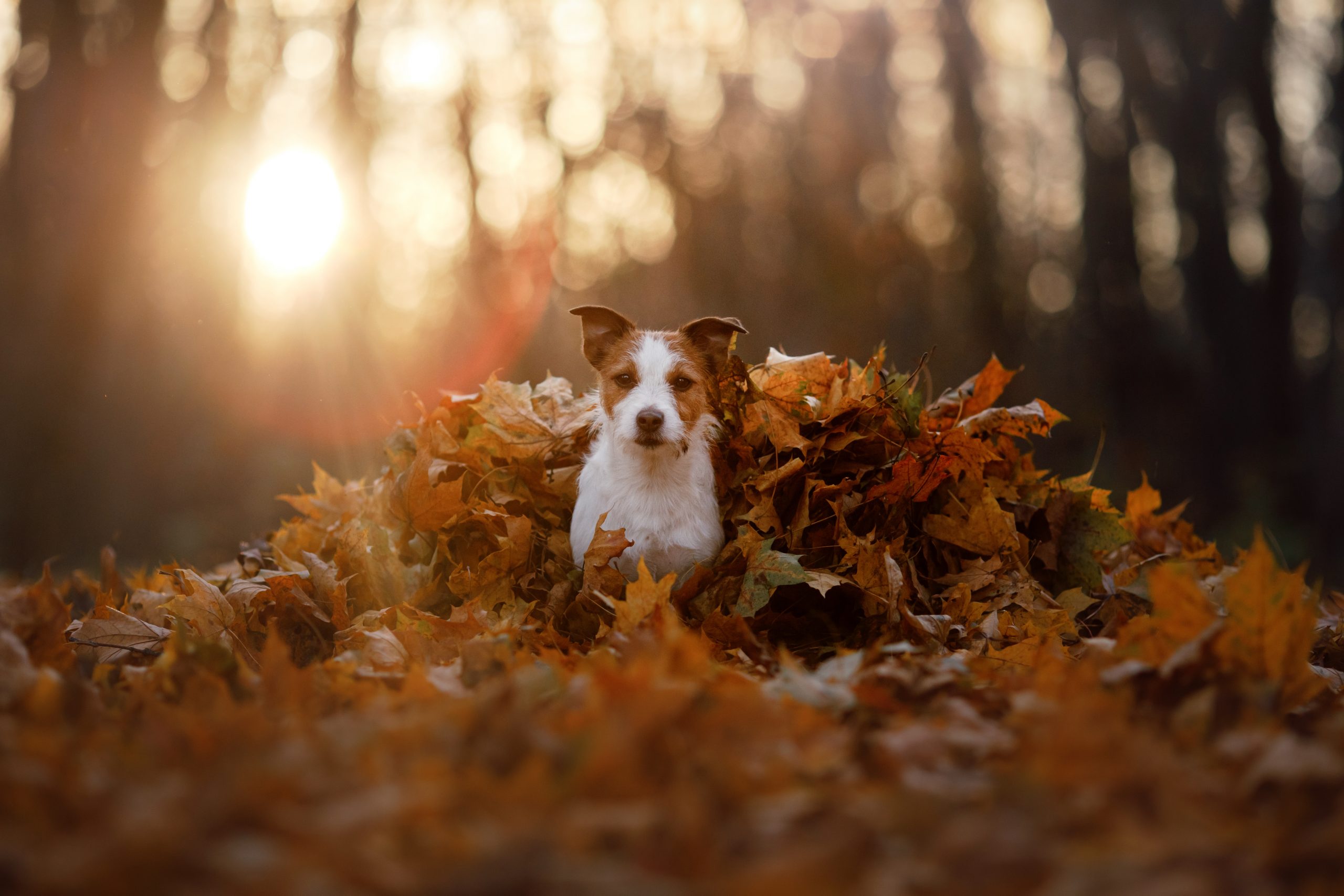 dog in the autumn leaves running in the park. funny and cute jac