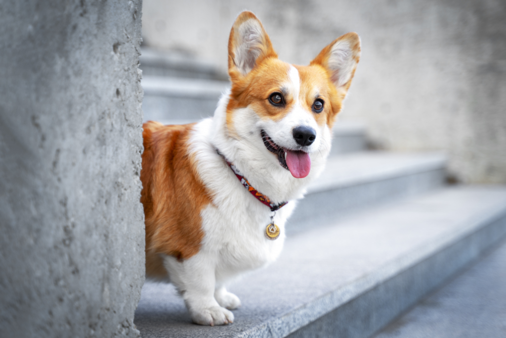 Librela Update - Wenn Schmerzfreiheit neue Fragen aufwirft welsh corgi treppe