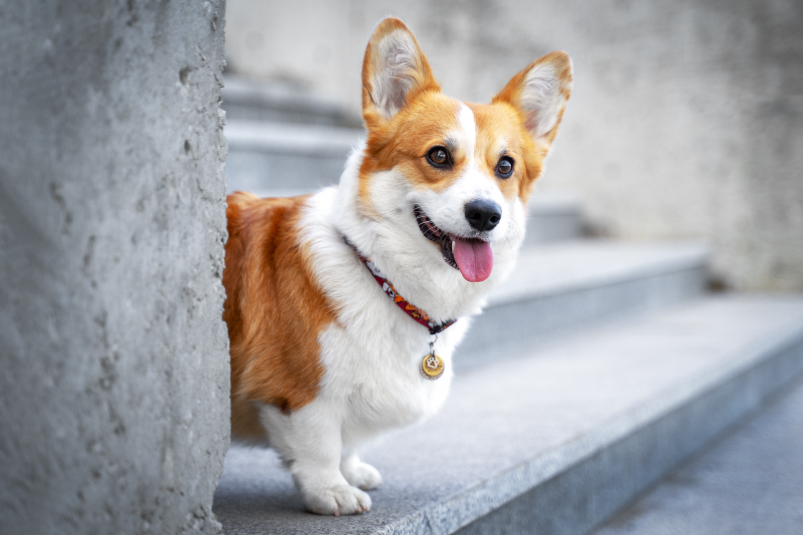 Home welsh corgi treppe