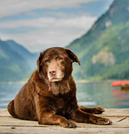 älterer labrador steg